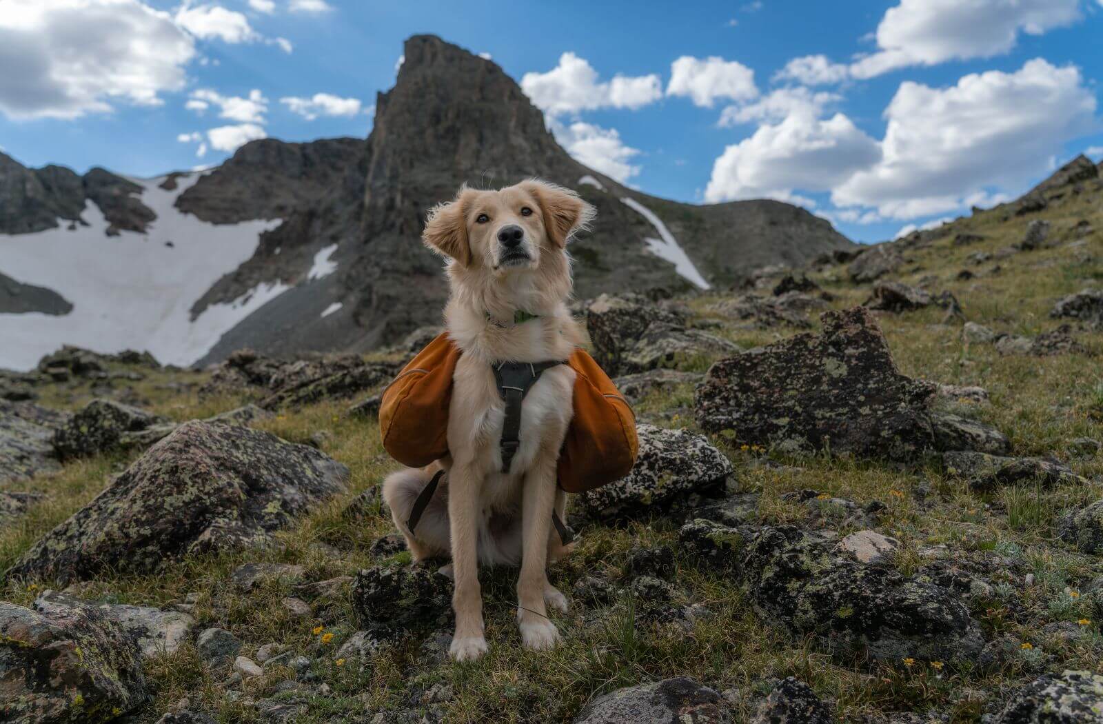 Z psem w góry tatry