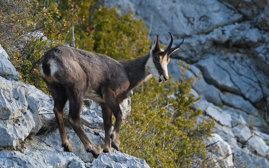 Jakie zwierzęta żyją w Tatrach? Poznaj górskie gatunki zwierząt!