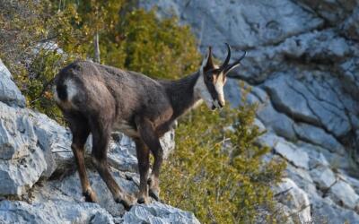 Jakie zwierzęta żyją w Tatrach? Poznaj górskie gatunki zwierząt!