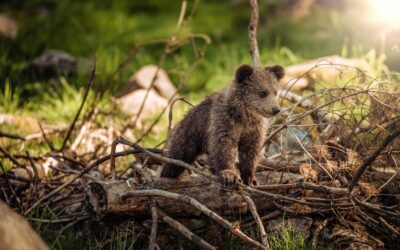 Niedźwiedzie w Tatrach – gdzie można je spotkać i ile ich jest?