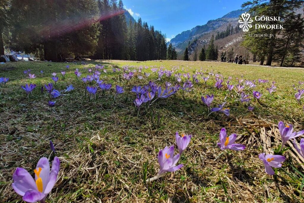 Krokusy i wiosna w Tatrach